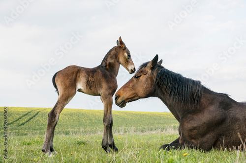 Beautiful brown horse mare and foal in spring field
 photo