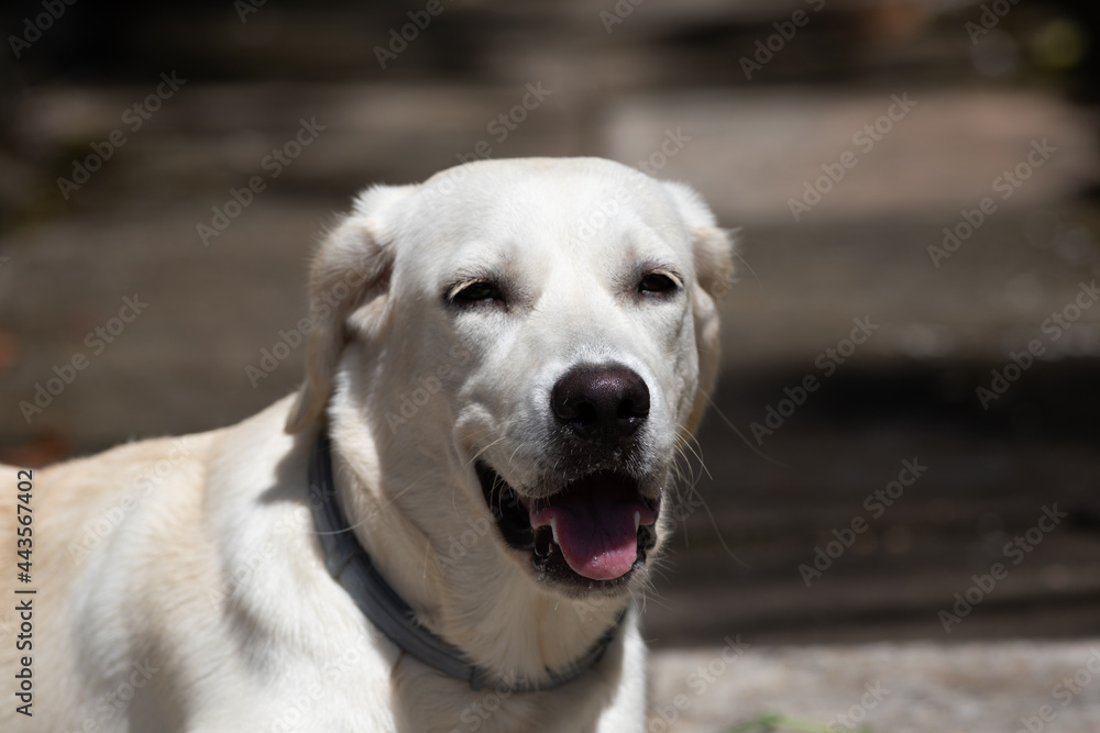 Obraz premium labrador expressif