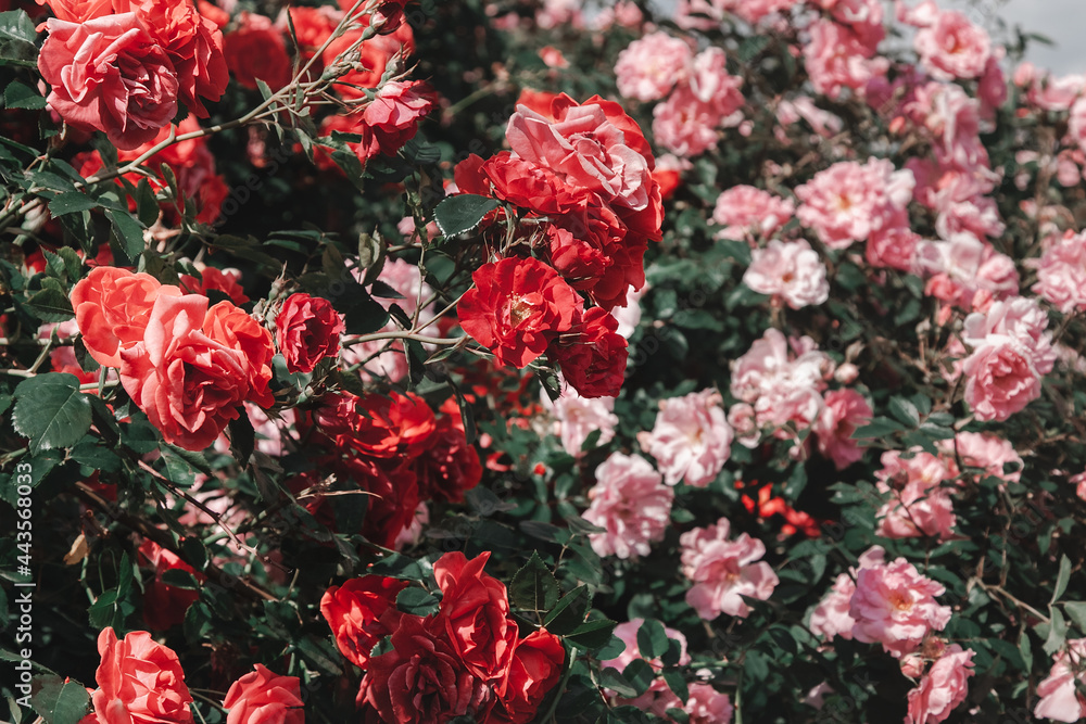 Beautiful bushes with flowers of roses of red and pink flowers