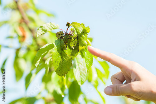Young adult woman finger pointing to cherry leaves with aphids in summer day. Parasites attack of fruit trees. Garden problems and solution. Closeup.
