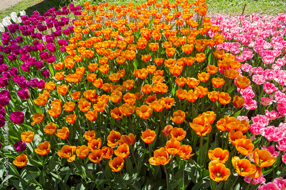 Beautiful multicolored tulips