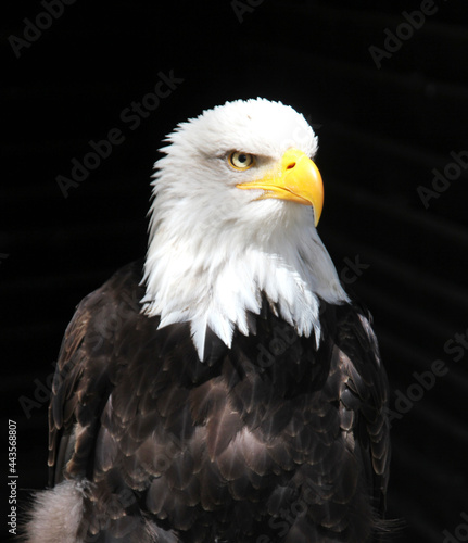  A close up of a bald eagle who sits in a dark environment. The white head stands out.