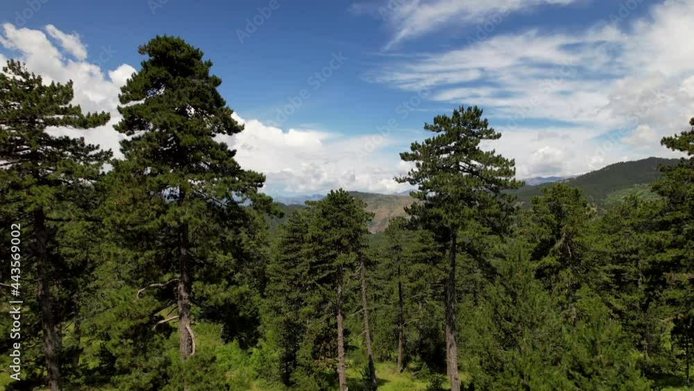 Paradise landscape, wild pine forest and beautiful clouds on blue sky in Voskopoja Paradise landscape, wild pine forest and beautiful clouds on blue sky in Voskopoja