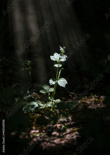 Plant isolated in dark woodland by bright rays of sunlight shining through branches from above. Spring summer sunshine illuminating new plant standing alone.