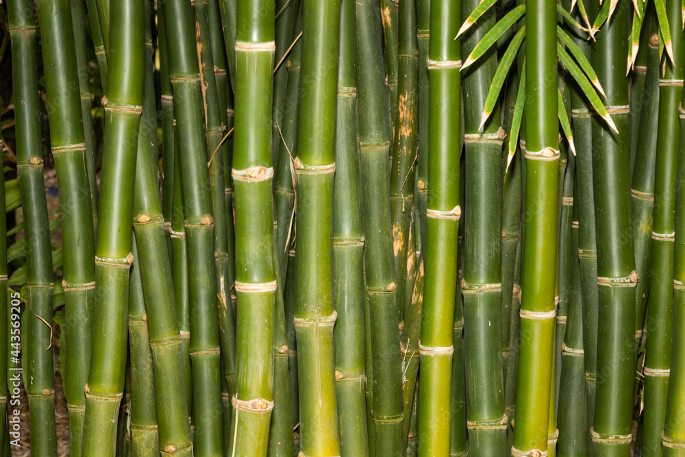 fast growing bamboo often used as scaffolding in Asia fast growing bamboo often used as scaffolding in Asia