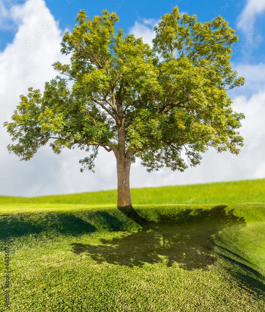 Fototapeta premium Arbre sur verte colline