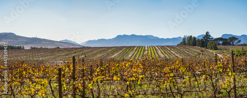 Wallpaper Mural Vineyard in autumn morning Torontodigital.ca
