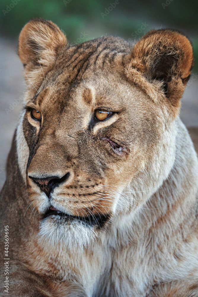 portrait of a lion portrait of a lion