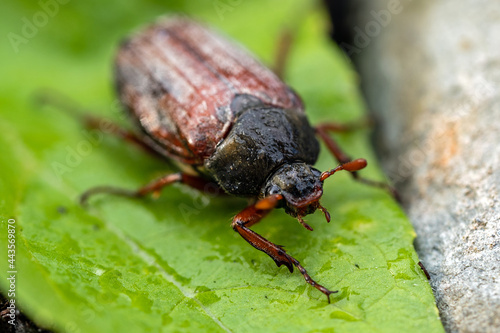 cockchafer, May beetle, in summer