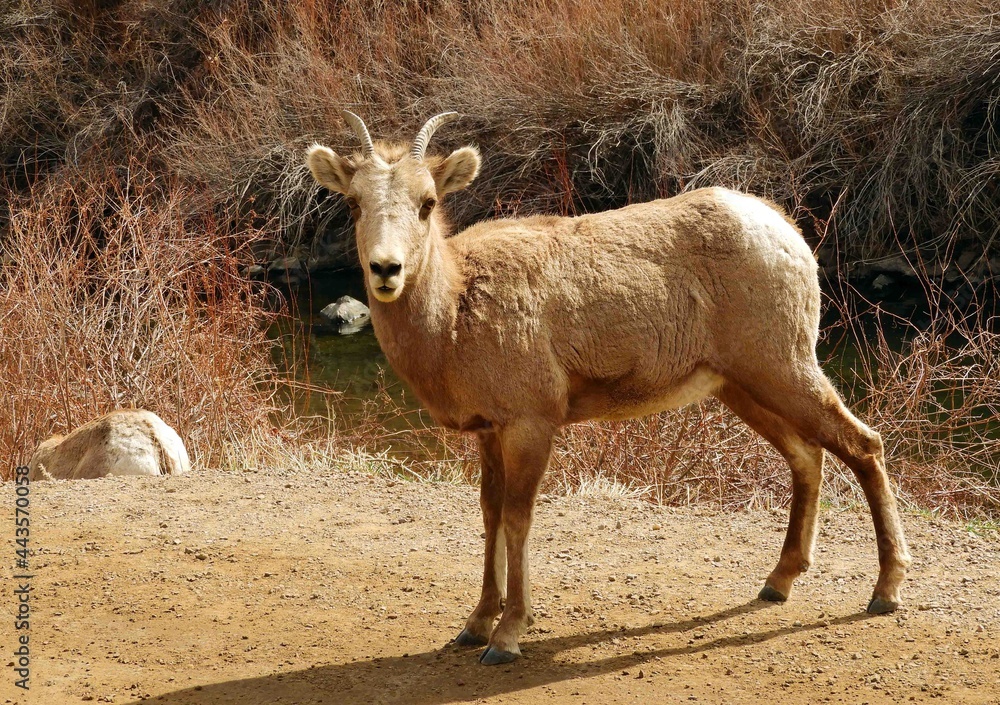 young rocky mountain bighorn sheep  ewe standing  along the south platte river  in waterton canyon, littleton, colorado