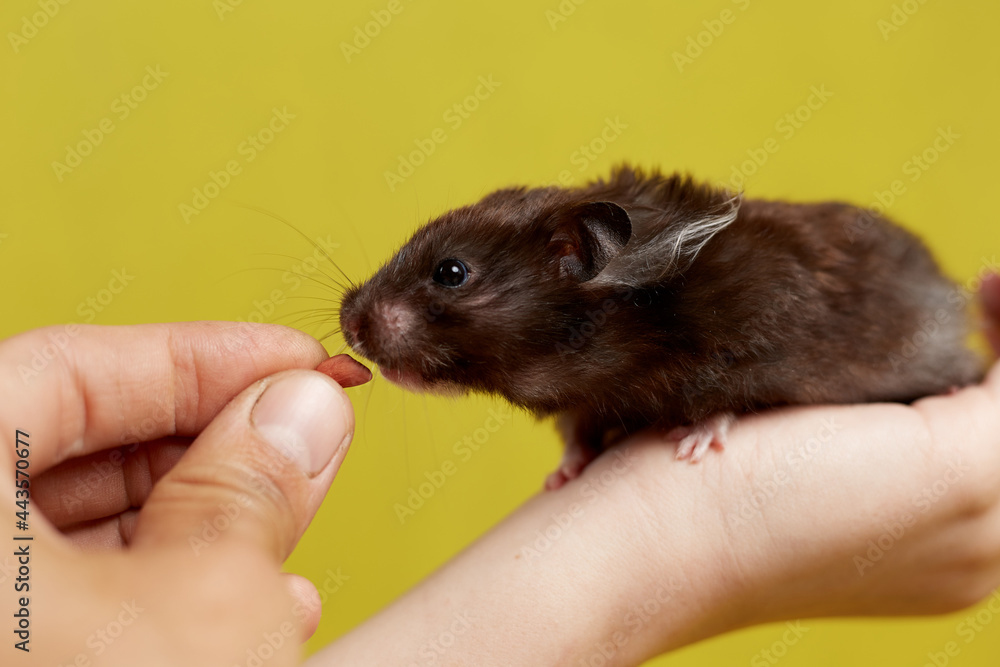 A Syrian hamster takes food from his hand on a yellow background A Syrian hamster takes food from his hand on a yellow background