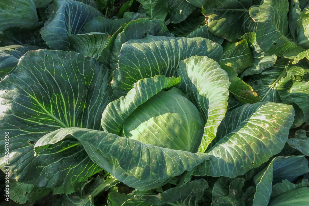 Obraz premium A large swing of white cabbage with leaves on a collective farm village field
