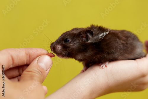 A Syrian hamster takes food from his hand on a yellow background