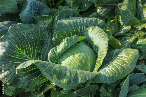 A large swing of white cabbage with leaves on a collective farm village field