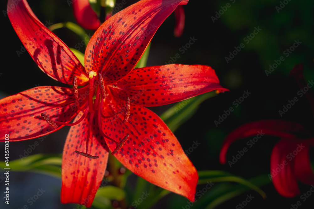 Scarlet lily on a dark background close-up Scarlet lily on a dark background close-up
