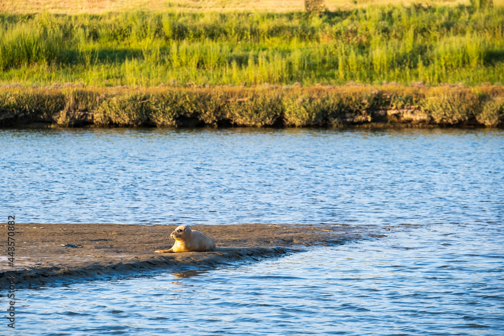 A seal basks in the evening sun in Langwarder Groden / Germany A seal basks in the evening sun in Langwarder Groden / Germany