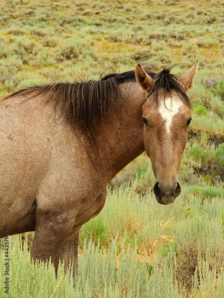 a wild brown and white horse standing in the remote prairie of sand wash basin, near maybell, in northwestern colorado a wild brown and white horse standing in the remote prairie of sand wash basin, near maybell, in northwestern colorado