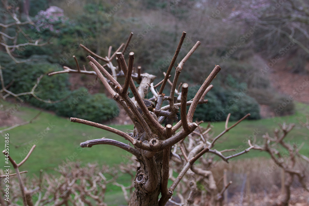 Springtime image of tree or bush having been printed with no foliage Springtime image of tree or bush having been printed with no foliage