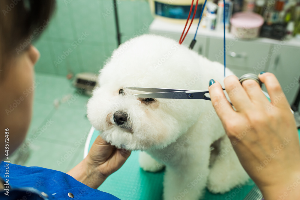 The groomer cut the dog. Bichon Frize. The groomer is working. Hairstyle, styling The groomer cut the dog. Bichon Frize. The groomer is working. Hairstyle, styling
