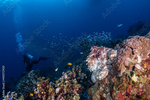 Fototapeta Naklejka Na Ścianę i Meble -  Camouflaged octopus sits on the reef underwater with beautiful blue background