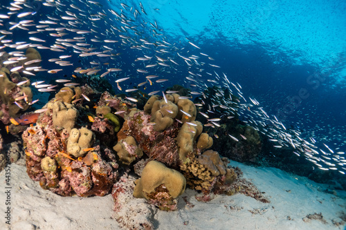 colourful underwater reef with fusilier fish and beautiful blue background photo