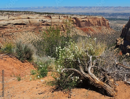   panoramic view and white wildflowers from rim rock drive in colorado national monument,  near fruita, colorado         photo