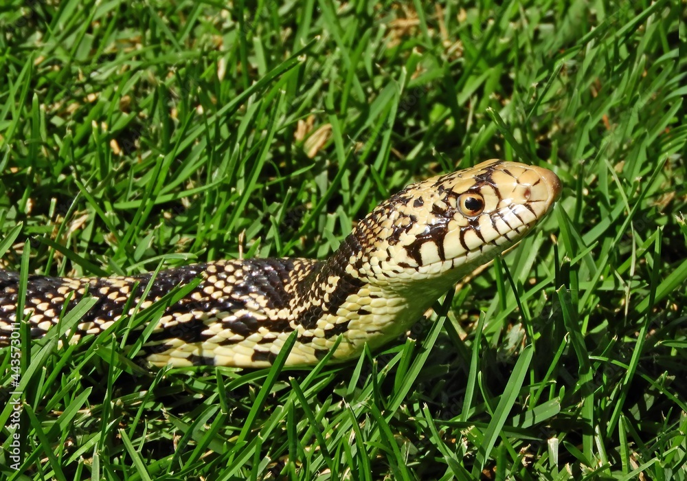 Fototapeta premium close up of nonvenomous bullsnake in the green grass in the summer in broomfield, colordao