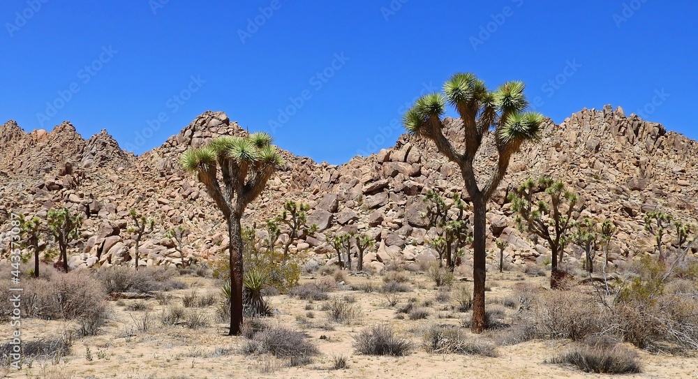 joshua trees and boulder hills on a sunny day  in joshua tree national monument, california