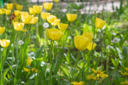 Flower bed with yellow tulips at home in spring