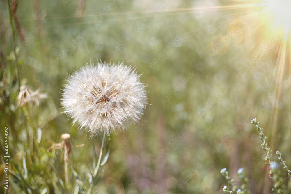 A large dandelion flower has gone into the seed phase A large dandelion flower has gone into the seed phase