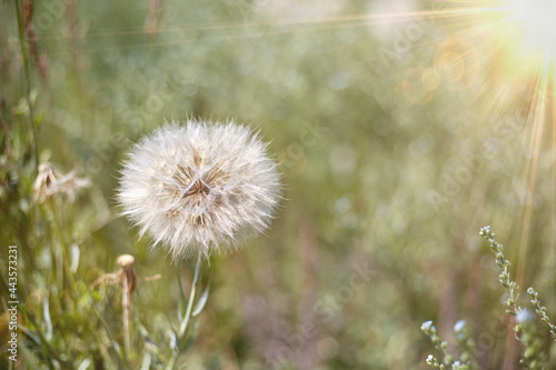 A large dandelion flower has gone into the seed phase