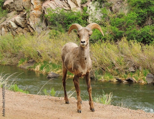 rocky mountain   big horn sheep standing  along the south platte river in waterton canyon, littleton, colorado       