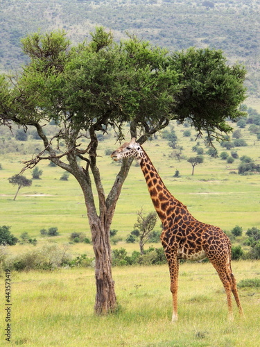  giraffe standing up eating acacia leaves in the savannah of maasai mara national reserve    kenya  africa