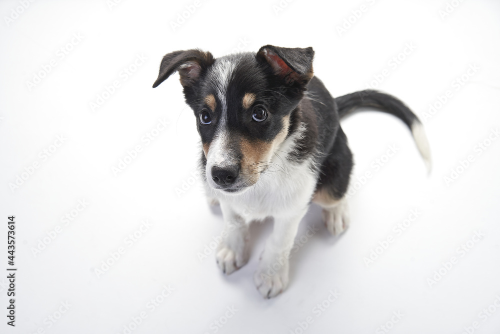 funny border collie puppy. happy dog is grinning, playing 