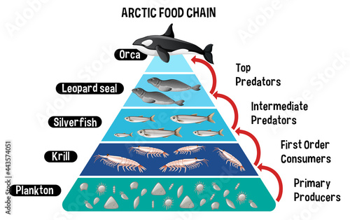 Diagram showing Arctic food chain for education