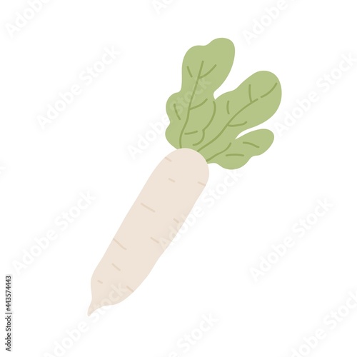 Long tuber of Japanese daikon radish with leaf. Asian big root vegetable with...