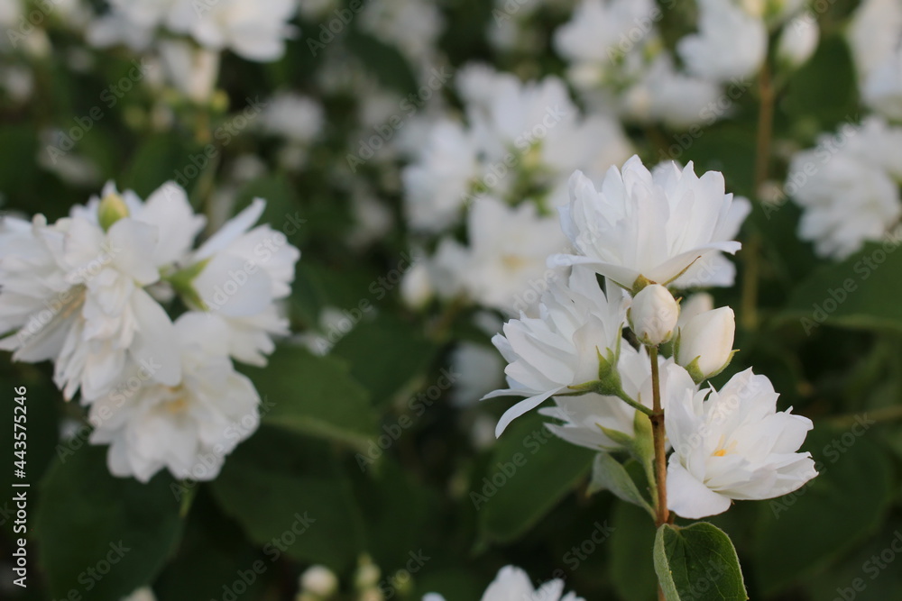 beautiful jasmine bush with white flowers on a blurry background beautiful jasmine bush with white flowers on a blurry background