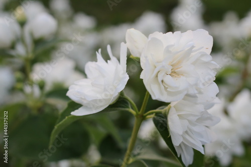 beautiful jasmine bush with white flowers on a blurry background
