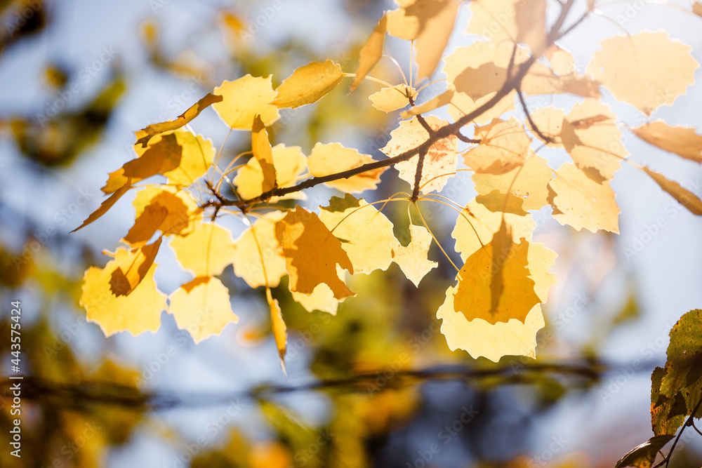 Beautiful autumn landscape with yellow trees and sun. Colorful foliage in the park. Falling leaves natural background, Sunny warm september october day Beautiful autumn landscape with yellow trees and sun. Colorful foliage in the park. Falling leaves natural background, Sunny warm september october day