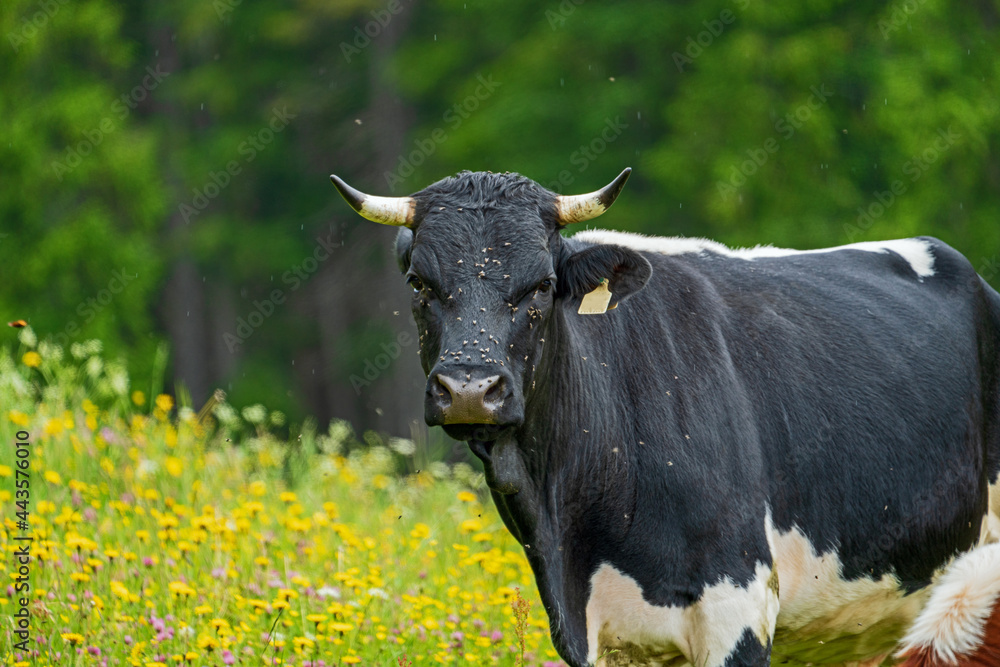 cows are grazing on a meadow with wild flowers cows are grazing on a meadow with wild flowers