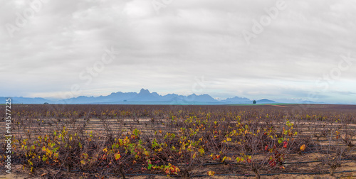 Wallpaper Mural Vineyard in autumn morning Torontodigital.ca