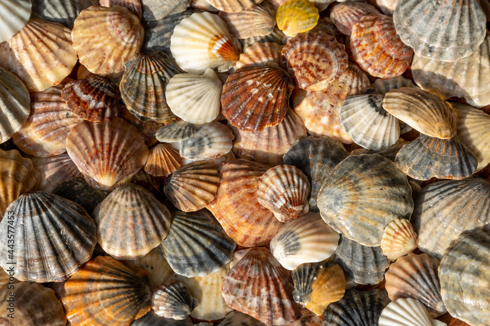 Summer background pattern from seashells. Shell close-up. Ocean coast. Seashells background. Summer background pattern from seashells. Shell close-up. Ocean coast. Seashells background.