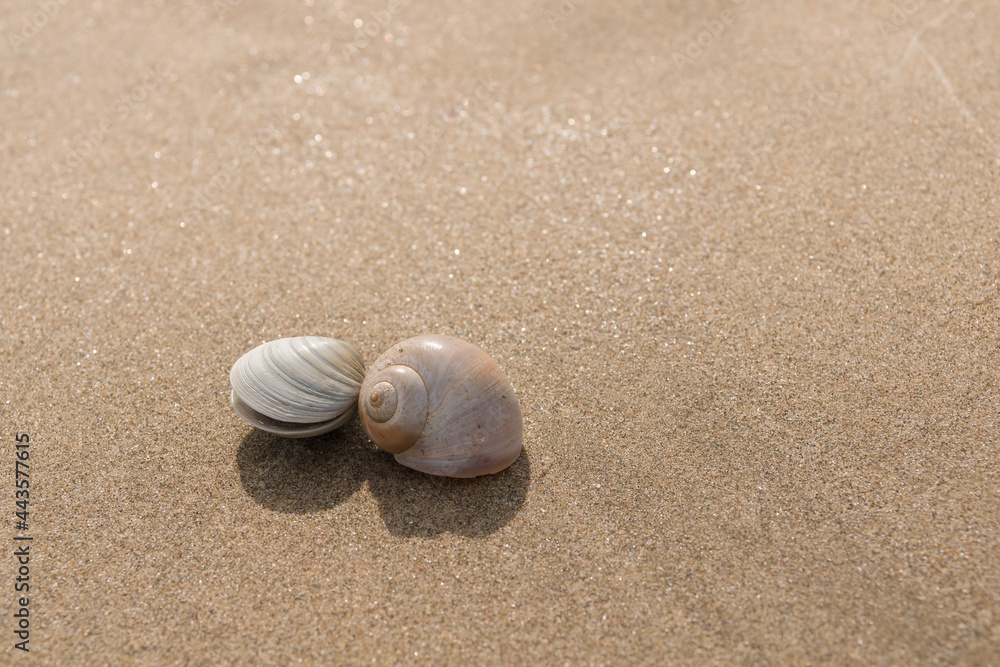 A pair of seashells washed up on a clean sandy beach A pair of seashells washed up on a clean sandy beach