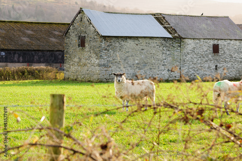 North of England or North Country Mule sheep on a farm in North Wales in the winter photo
