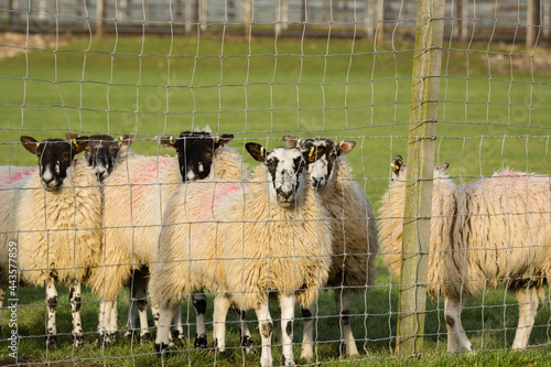 North of England or North Country Mule sheep on a farm in North Wales in the winter photo