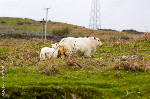 A Welsh mountain sheep ewe leading her lamb on a wild and rugged mountainous pasture in rural Bala North Wales photo