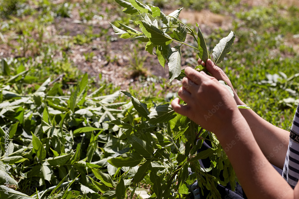 A man tears green leaves from a tree branch