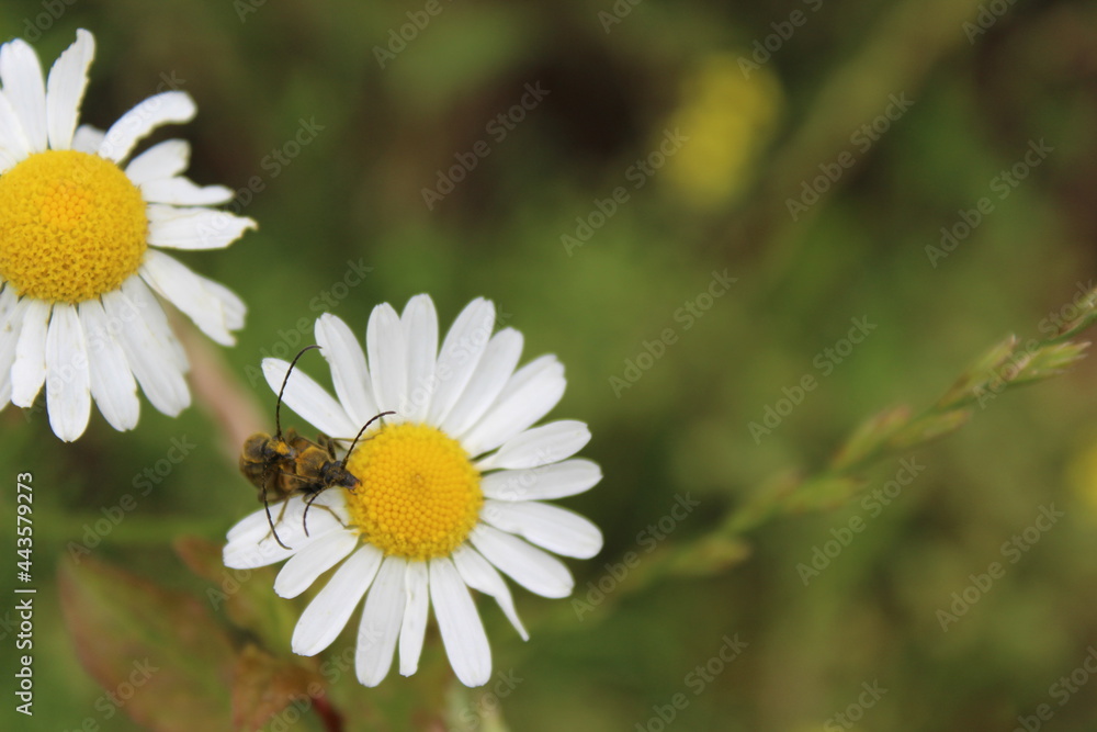 Fototapeta premium bee on camomile