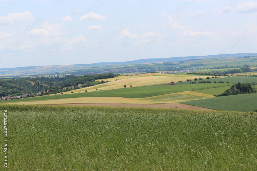 Fototapeta premium field and blue sky