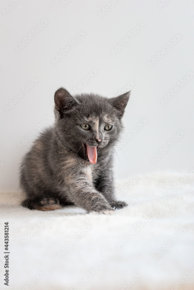 Fototapeta premium Little common grey kitten yawns and show his pink tongue